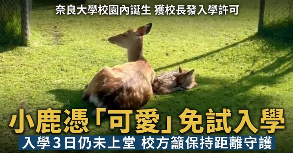 奈良大學招收最年幼「新生」 小鹿憑「可愛」特長免試入學