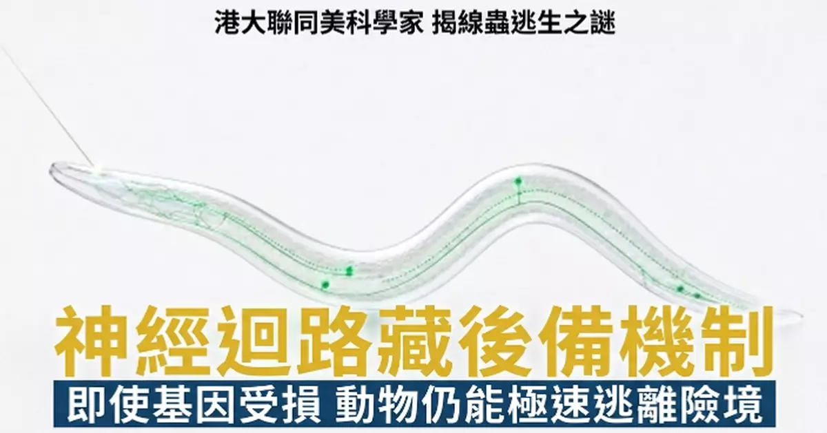 港大團隊揭示線蟲「逃命反應」備胎機制 證神經迴路設有多重後備系統