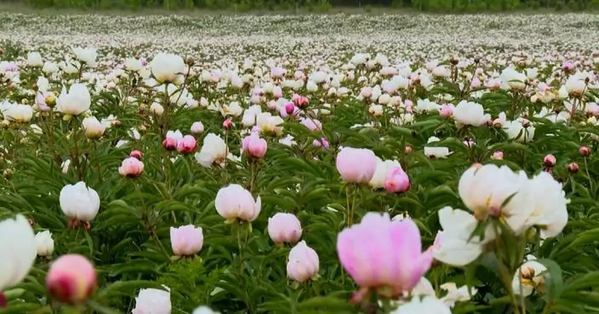 內蒙古多倫縣紅芍藥盛開 佔地超333公頃吸引遊客