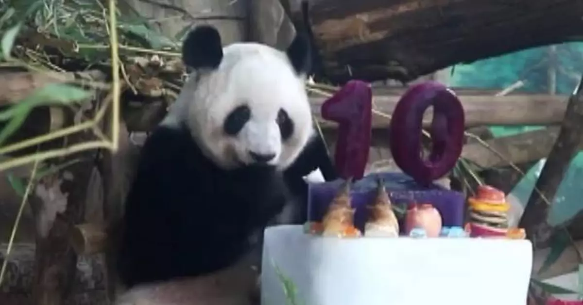 南寧動物園雙胞胎大熊貓慶10歲生日 園方準備豐盛大餐