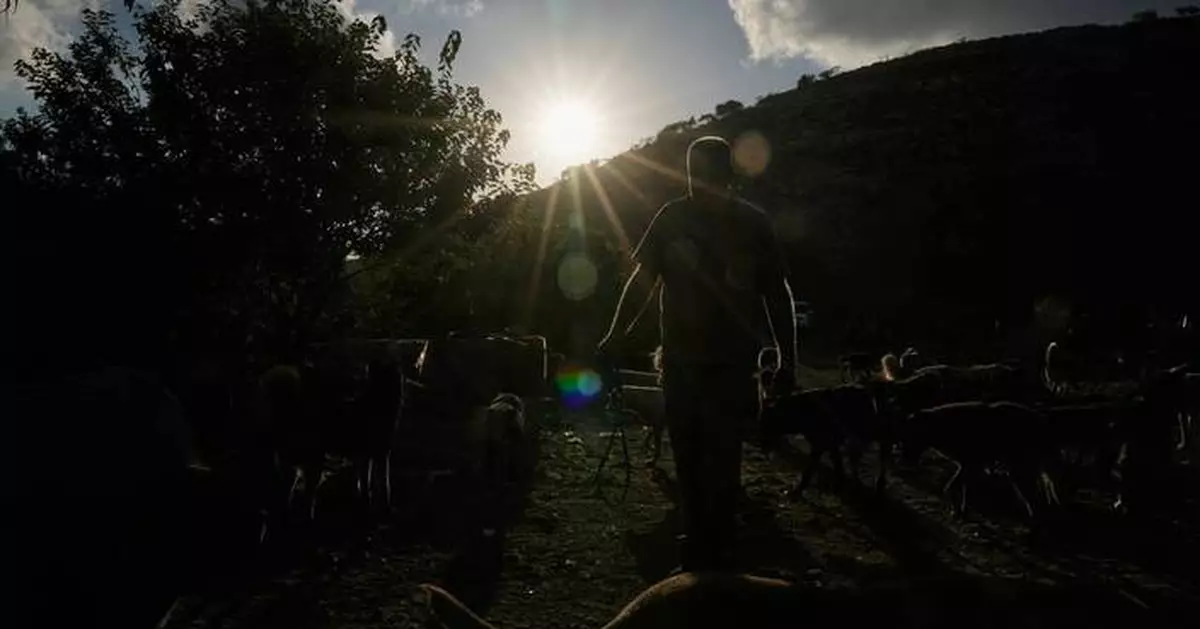 黎巴嫩南部戰火下動物獲救 胡辛·哈姆扎收容被遺棄寵物