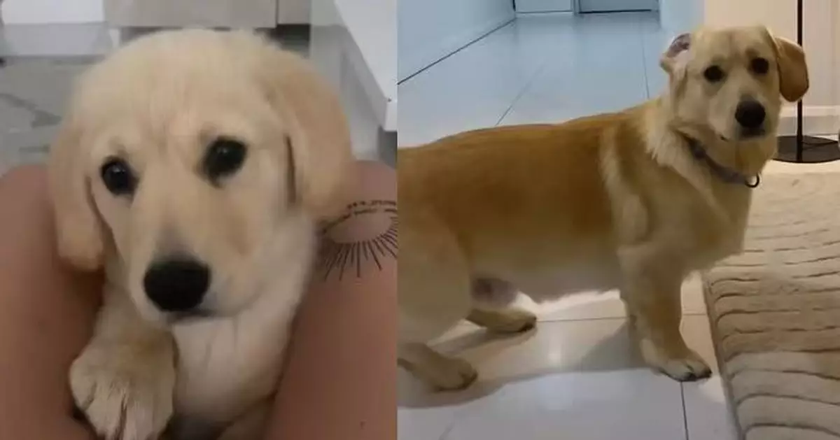 以為養黃金獵犬 女飼主見寵物犬長大竟變「短腿長身」感疑惑