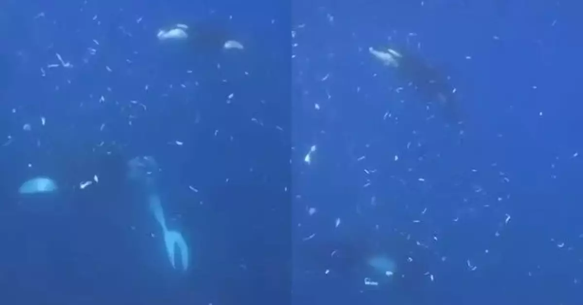 虎鯨高速猛撞翻車魚致瞬間「爆成碎片」 科學家曝罕見行為或單純覺得好玩