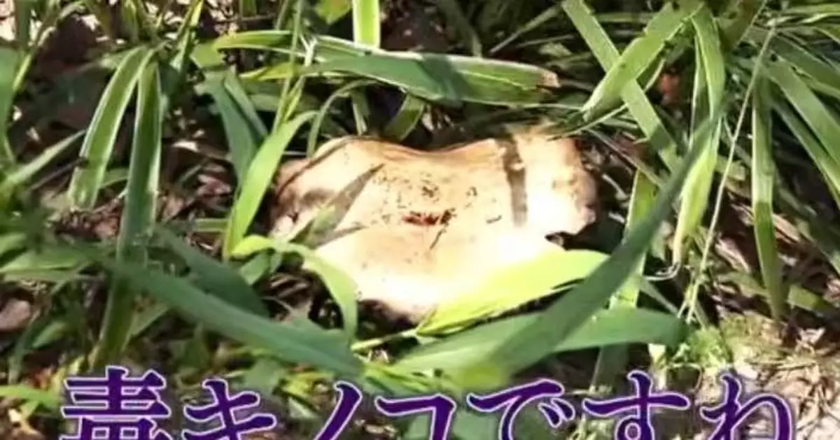 大阪公園現大量毒菇「綠褶菇」 誤食恐腹瀉嘔吐 學界研發毒素抗癌藥