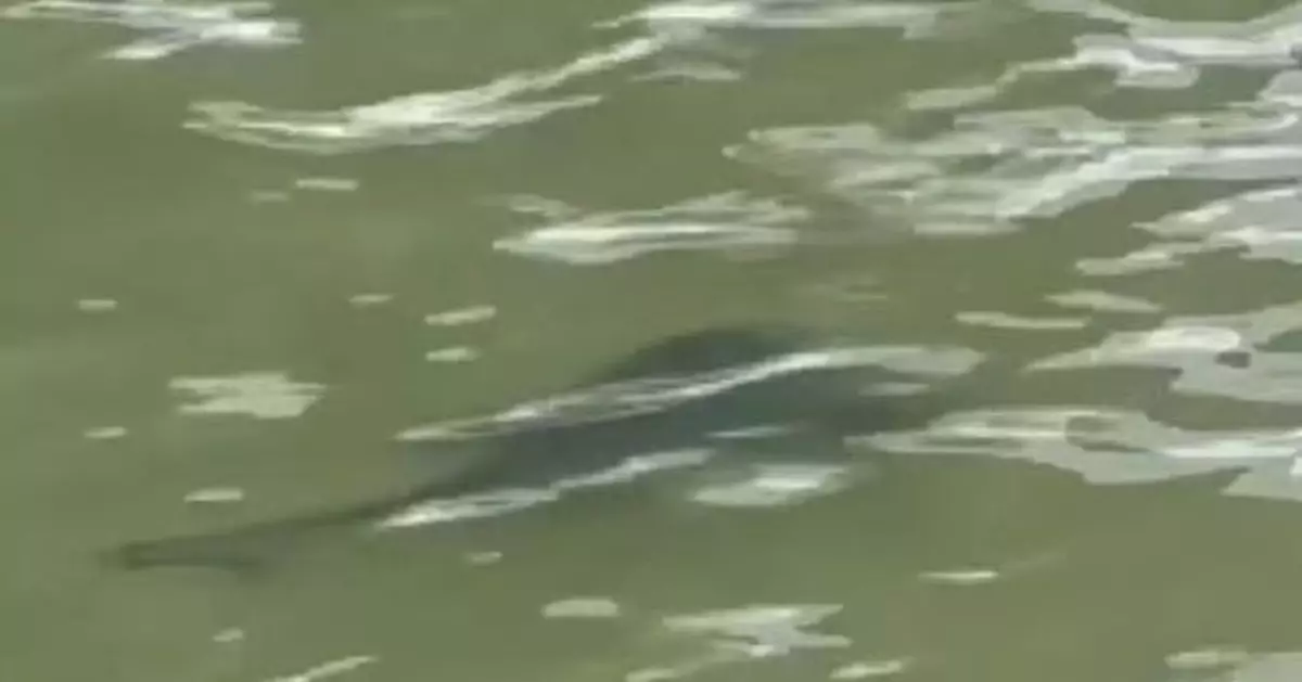 日本沖繩熱門海灘多次發現鯊魚蹤影一度封閉 專家評估威脅較低後重新開放