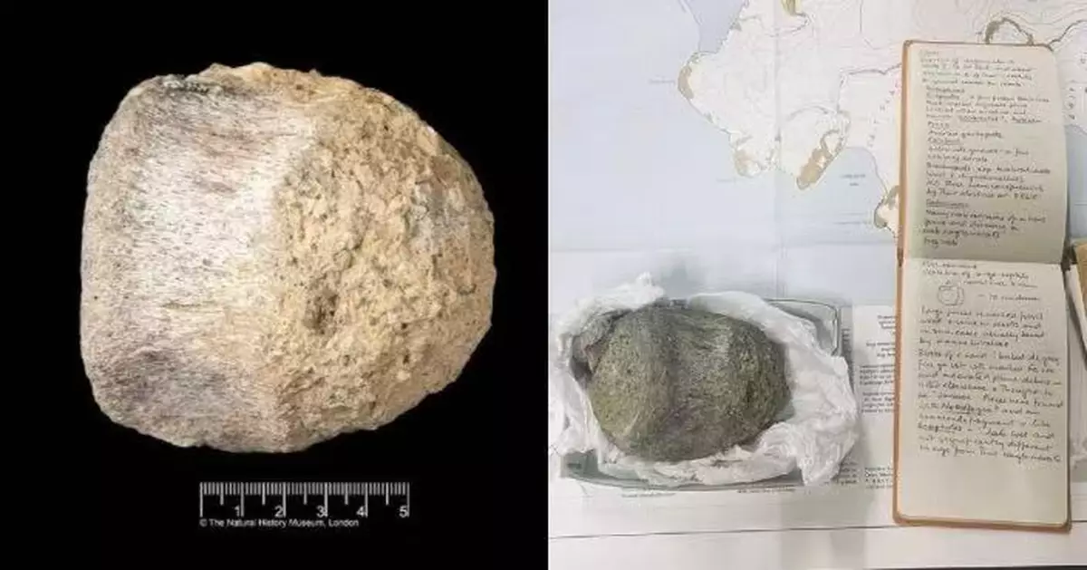 南極塵封化石真身曝光 科學家證屬長頸泰坦巨龍類恐龍尾骨
