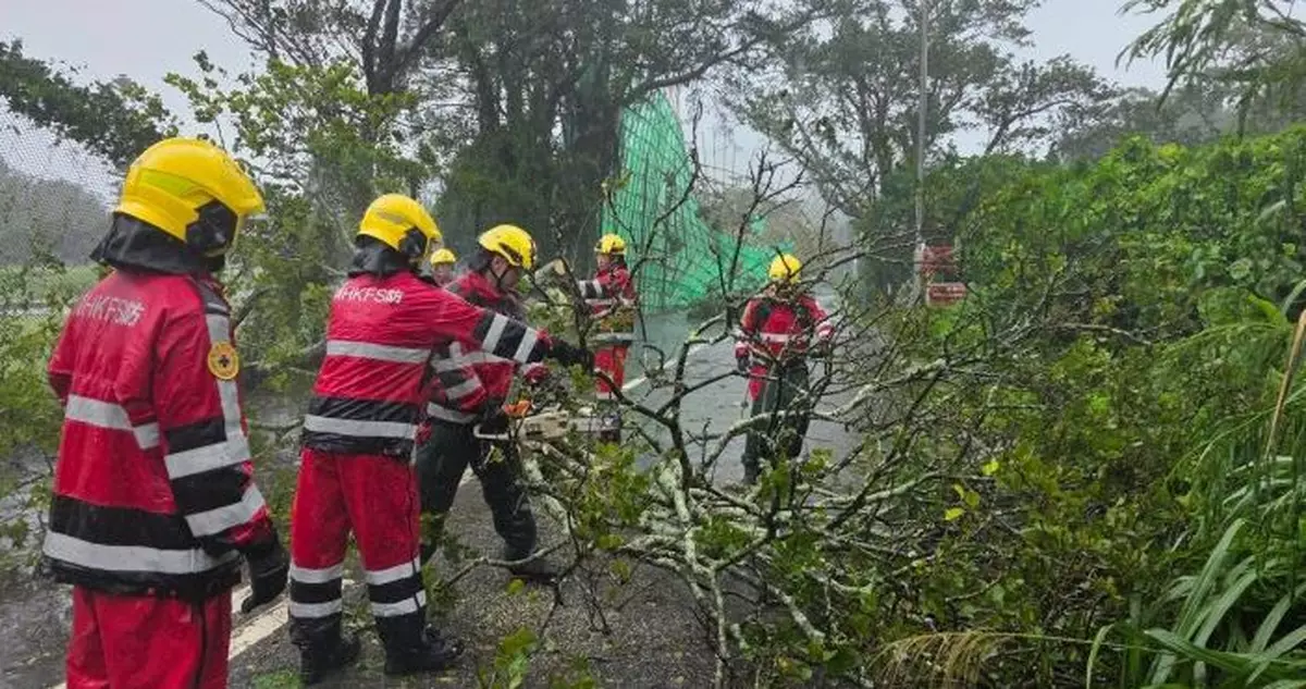 風暴期間21人受傷　消防接獲243宗塌樹報告