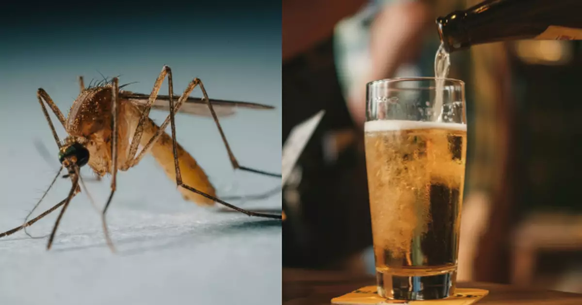 飲啤酒更惹蚊？法國科學家揭酒精影響體溫氣味 令蚊子更鍾意叮