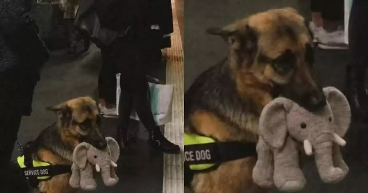 參加服務犬考試 德國牧羊犬不敵大象毛公仔誘惑遺憾落選反意外爆紅