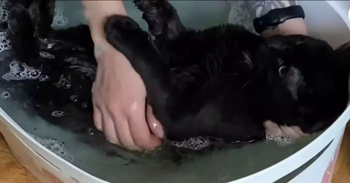 腦部受損無法自行舔毛 黑貓獲飼主幫清潔愛上洗澡 泡到舒服入睡萌翻網民