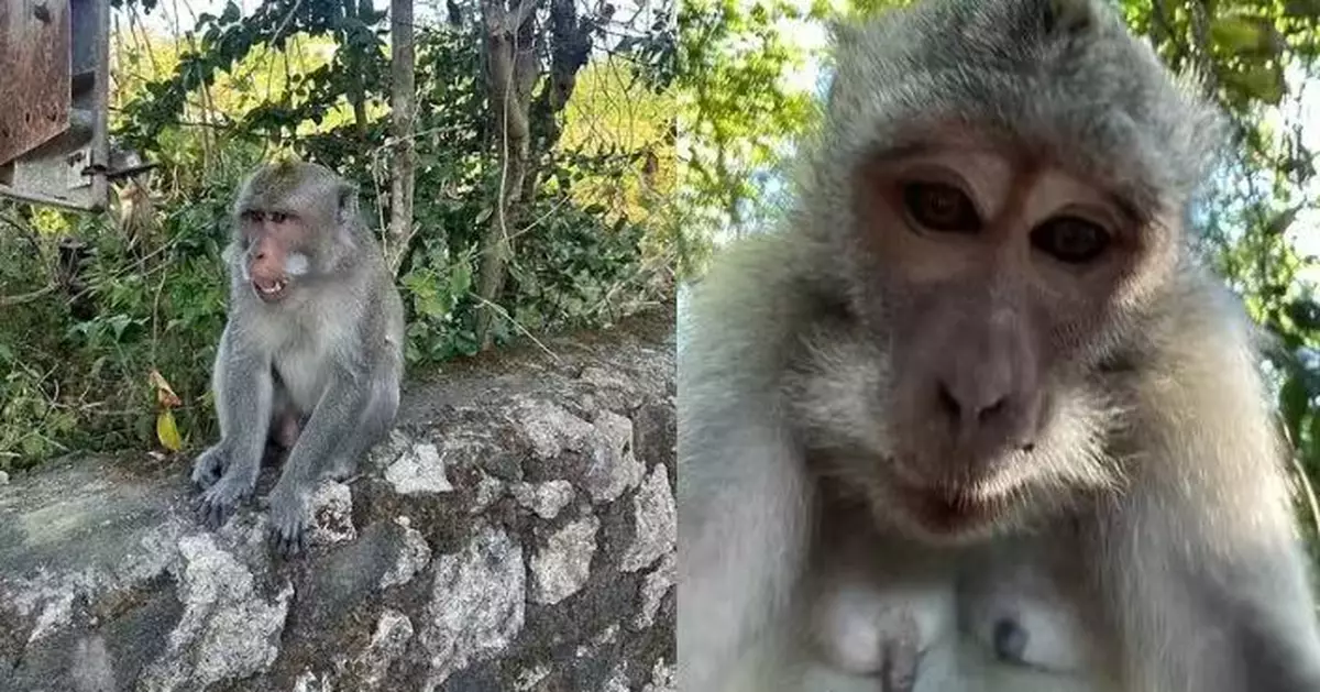 遊峇里島神廟遭獼猴搶手機 英男靠定位1小時後尋回驚見多張「賊仔」自拍照