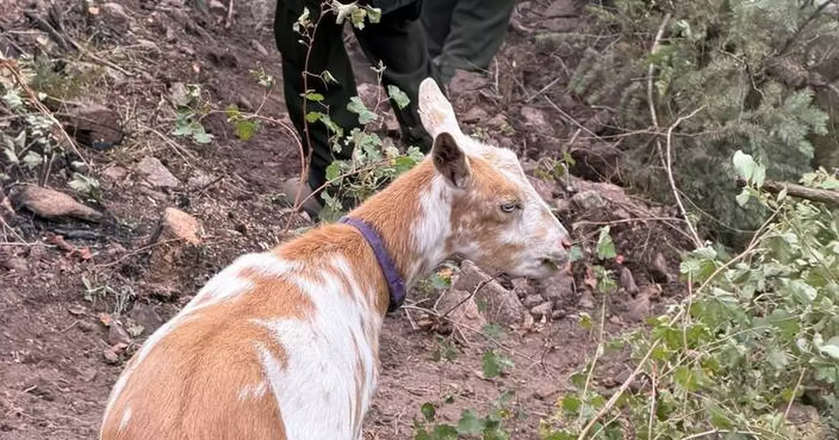 科羅拉多山火｜山羊戈爾迪陪伴消防員數小時 啃食樹葉助清理灌木