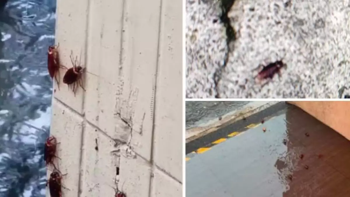 蟑螂集體出行、爬上旅客小腿！從九份驚魂看台灣觀光區的衛生隱患！