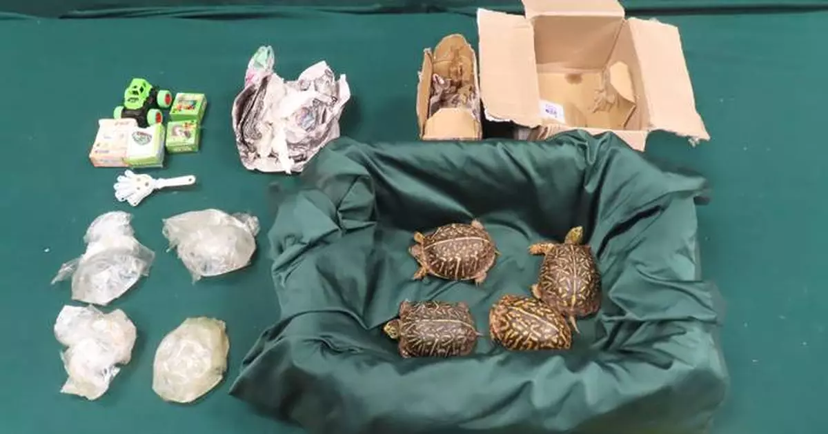 美國運港郵包內藏4隻瀕危物種活龜 海關將案交漁護署跟進
