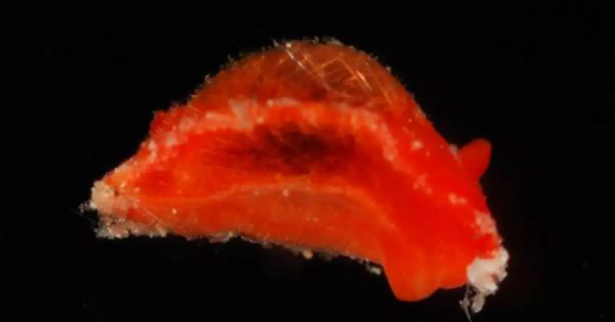 佛得角門將禾仙夏世盃表現獲致敬   西班牙生物學家以其命名紅色海蛞蝓
