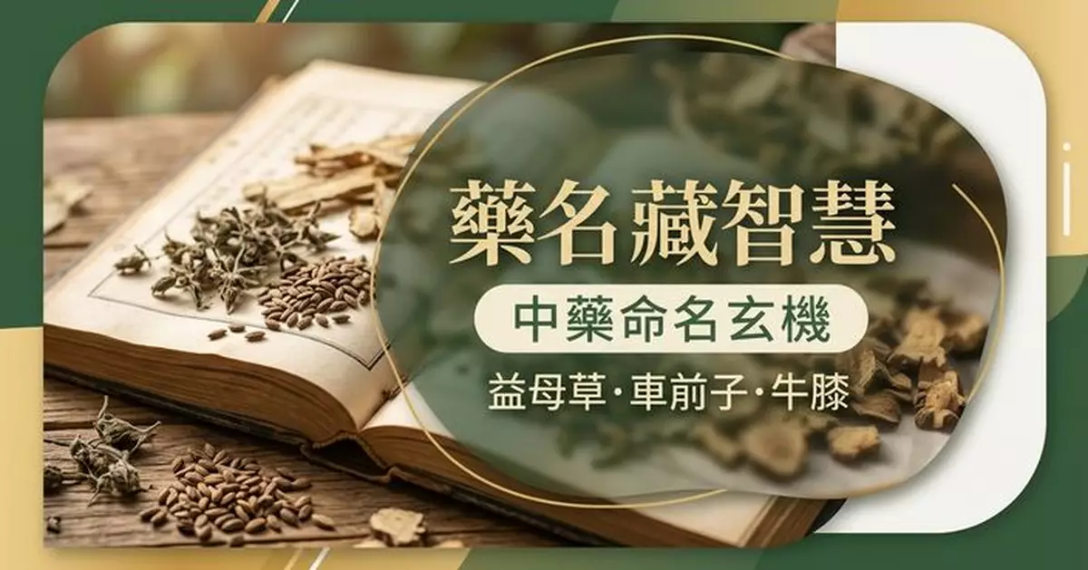 中藥名字比小說更有畫面？從益母草、車前子到牛膝看懂背後命名玄機
