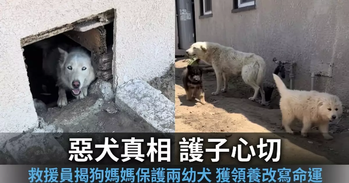 流浪狗被指「極具攻擊性」 美救援員靠近見身後藏兩幼犬揭暖心真相