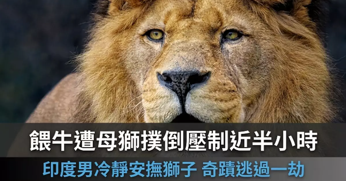 餵牛突遭母獅撲倒壓制近半小時 印度男靠冷靜安撫竟奇蹟逃過一劫