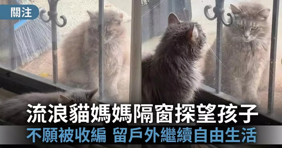 將幼貓託付給人類照顧 流浪貓媽不願被收編留戶外不時隔窗探孩感動網民