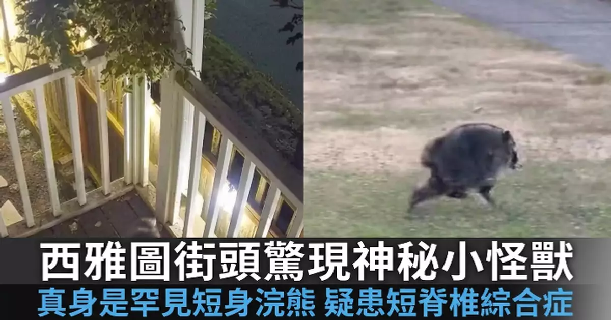 西雅圖街頭現神秘「小怪獸」 真身竟是罕見短身浣熊 疑患短脊椎綜合症所致