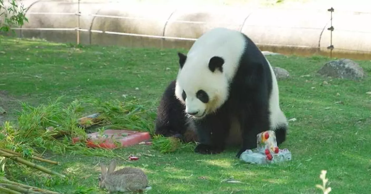 馬德里動物園為動物消暑出奇招 特製雪條助降溫