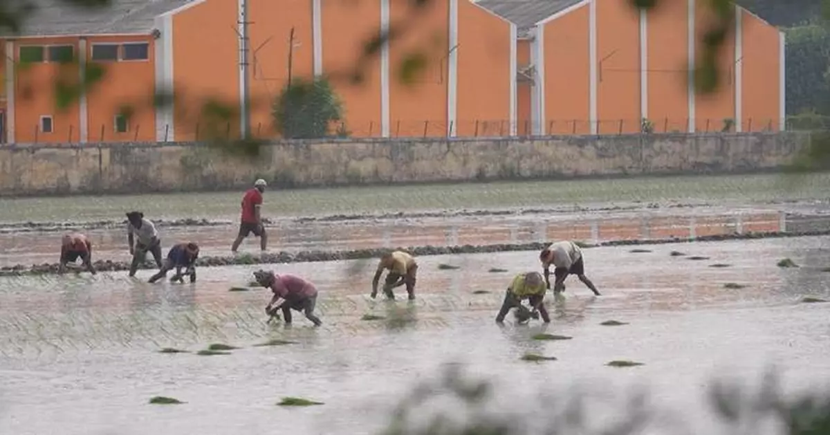 印度雨季疲弱威脅稻米收成 當局擬應急方案防糧食通脹
