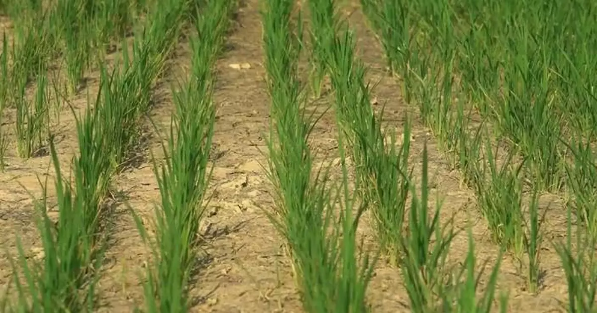 意大利熱浪乾旱重創稻米種植業 糧食安全響警號