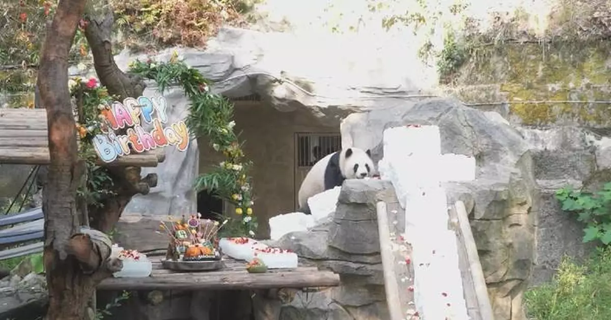 重慶動物園熊貓雙胞胎慶祝四歲生日 吸引大批民眾圍觀