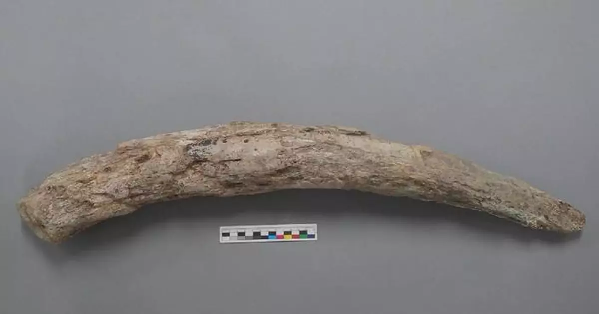 三星堆古象牙加固技術獲新突破