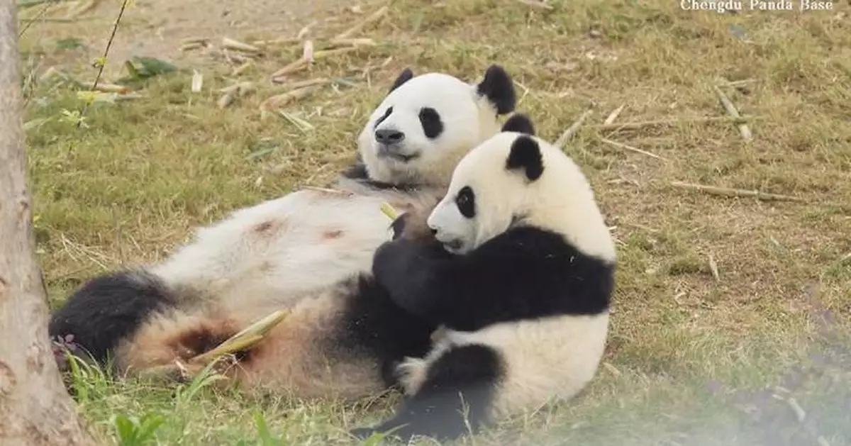 大熊貓寶寶依偎母親溫馨畫面曝光