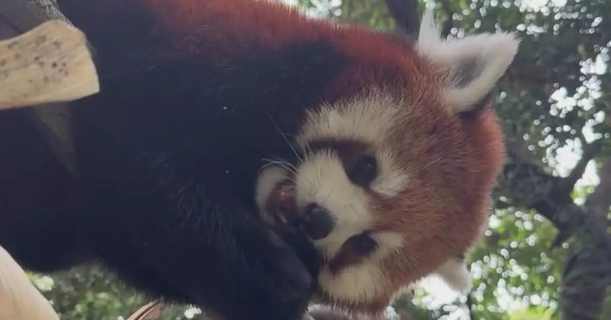 上海贈送小熊貓台北市立動物園亮相 樂樂甜甜萌爆全場