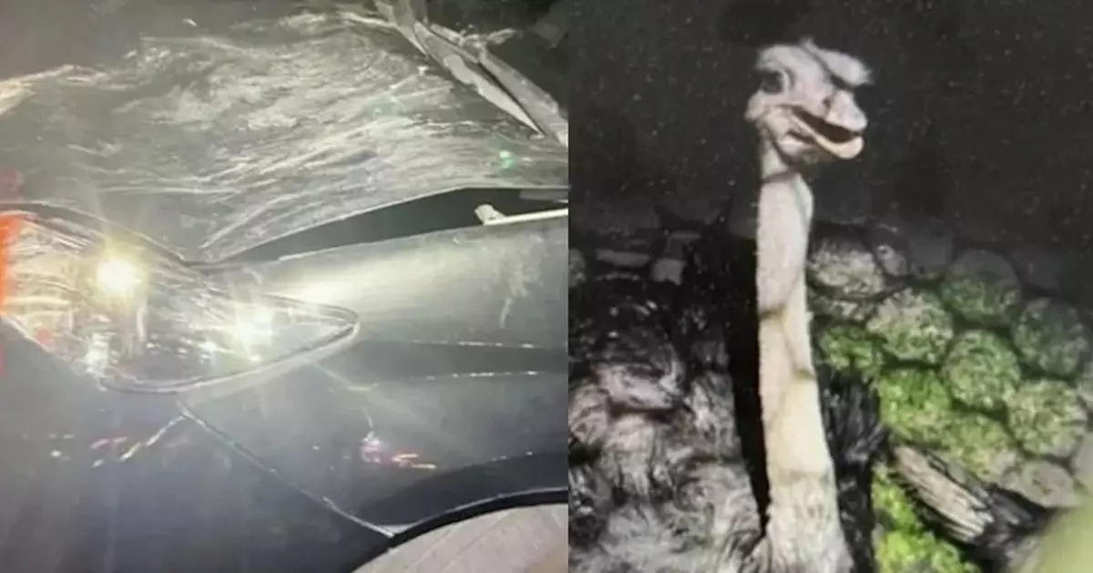 颱風夜逃出農場 台灣鴕鳥馬路狂奔撞凹私家車 警員聯手飼主圍捕