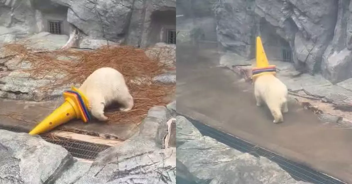 頭套雪糕筒變「獨角獸」 日水族館小北極熊狂奔失足四腳朝天惹爆笑