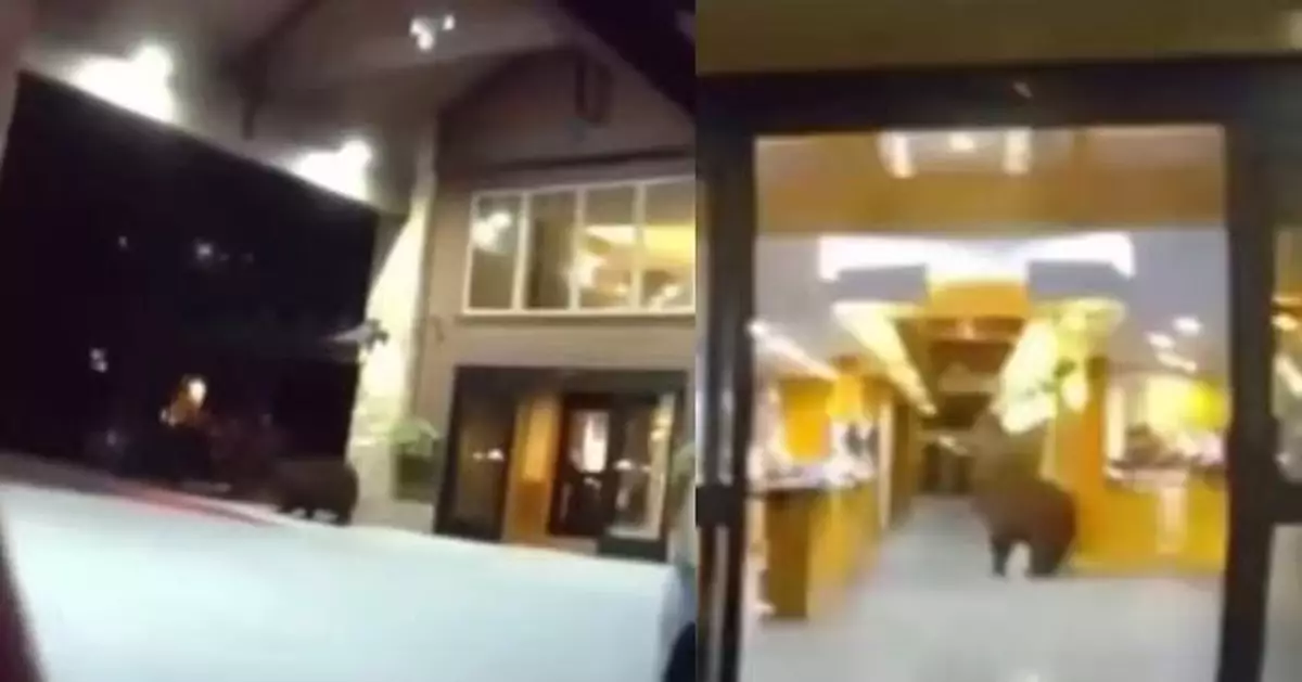 凌晨闖入酒店偷食朱古力 美國黑熊翻亂零食區遭警方鳴槍嚇走