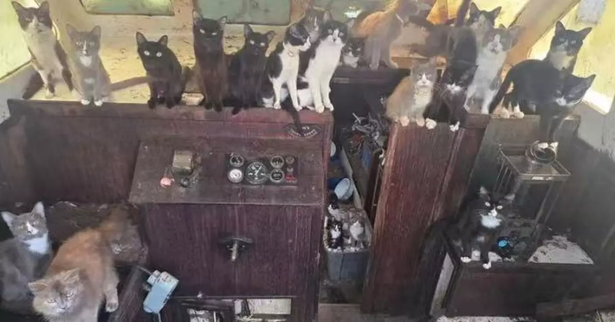 美國廢棄船驚現逾30隻貓咪 部分營養不良受驚　當局申搜查令全數救出