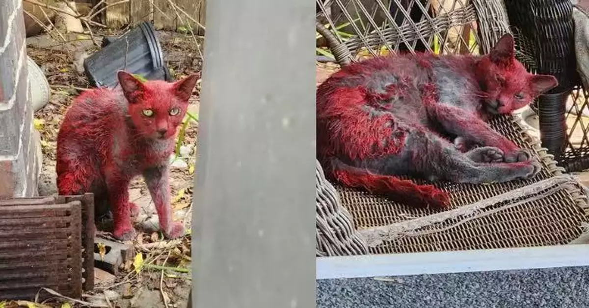 德州流浪貓毛髮全身沾滿紅色染料黏成一團獲救 或涉非法鬥狗集團