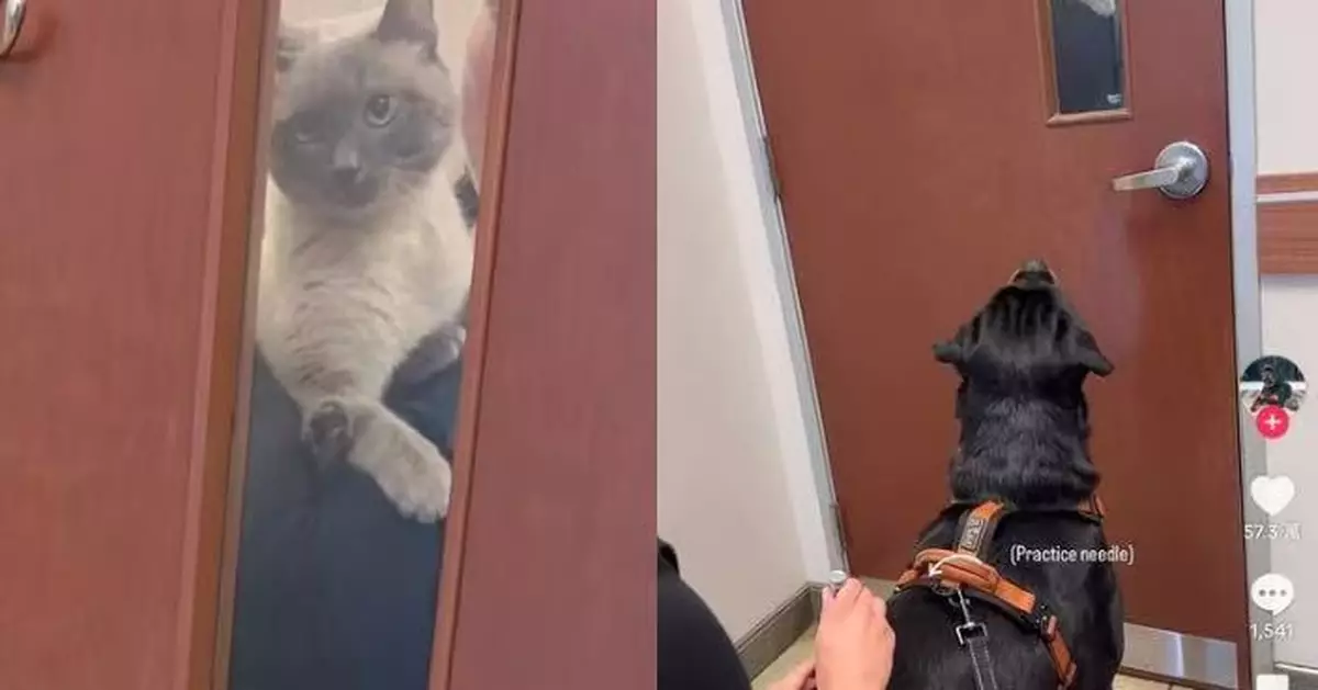洛威拿犬外表威猛卻怕打針 獸醫抱小貓分散注意力成功完成注射