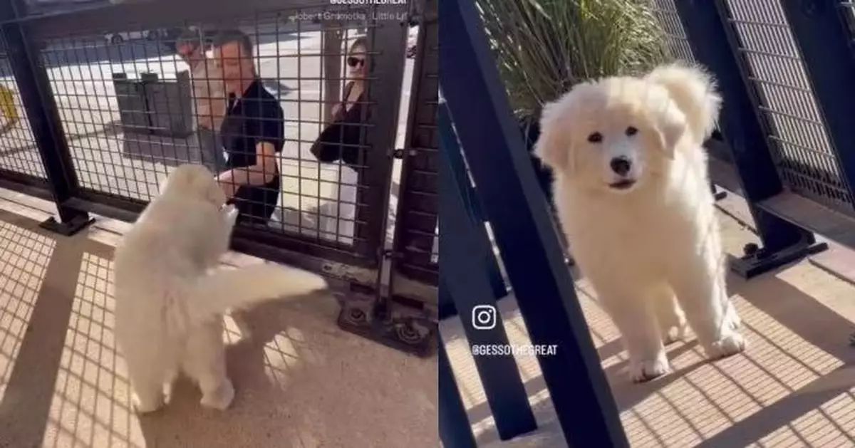 每日守露台熱情打招呼 大白熊犬見途人即興奮搖尾討摸成社區「開心果」