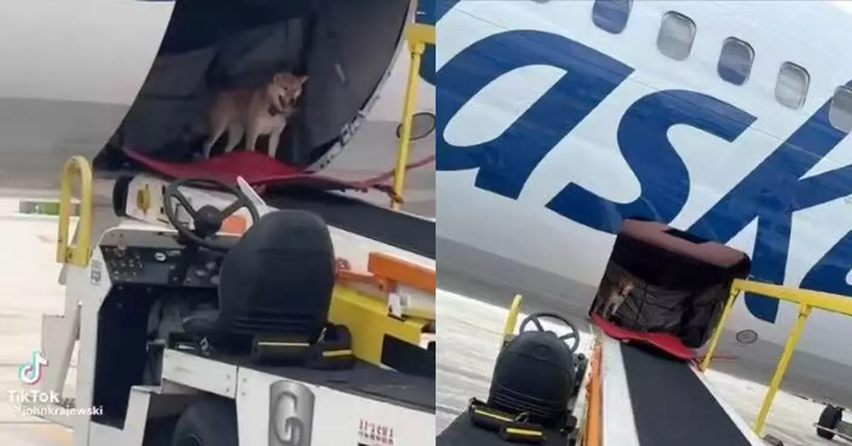 搭機獨留貨艙6小時 柴犬咬開航空箱「越獄」 落地後淡定站門口迎接惹爆笑