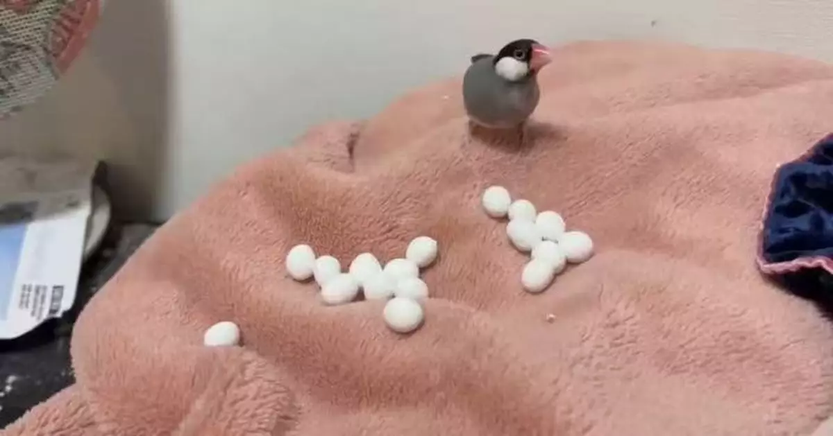 日飼主自製假鳥蛋防文鳥頻繁產卵 未乾透已被「認領」叼走笑翻網民