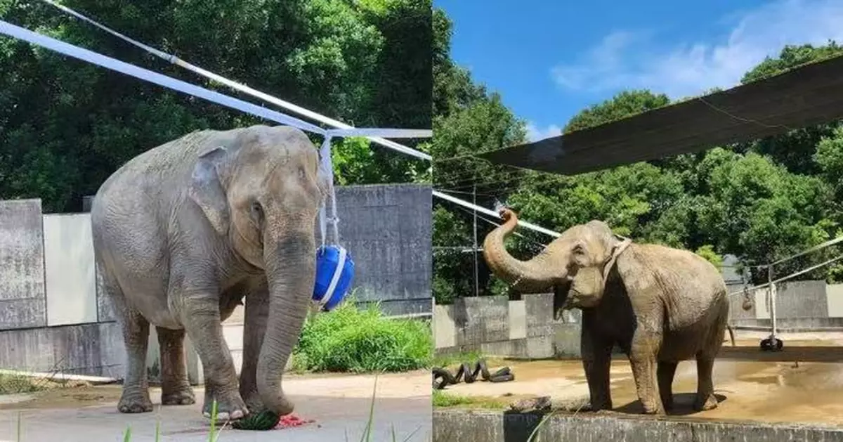 烈日下參觀動物園影大象 日攝影師遭象鼻精準噴水淋濕 網笑：貼心降溫服務