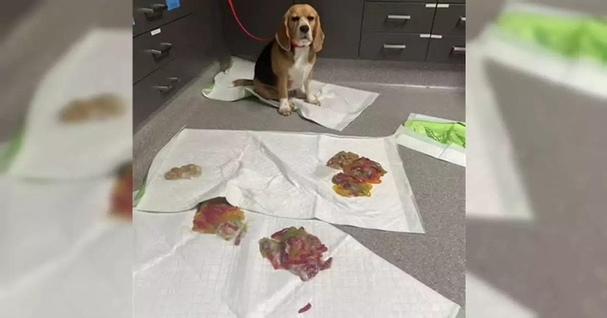 偷吃軟糖被送醫催吐 3歲米格魯犬吐出近1KG未完全消化軟糖驚呆獸醫