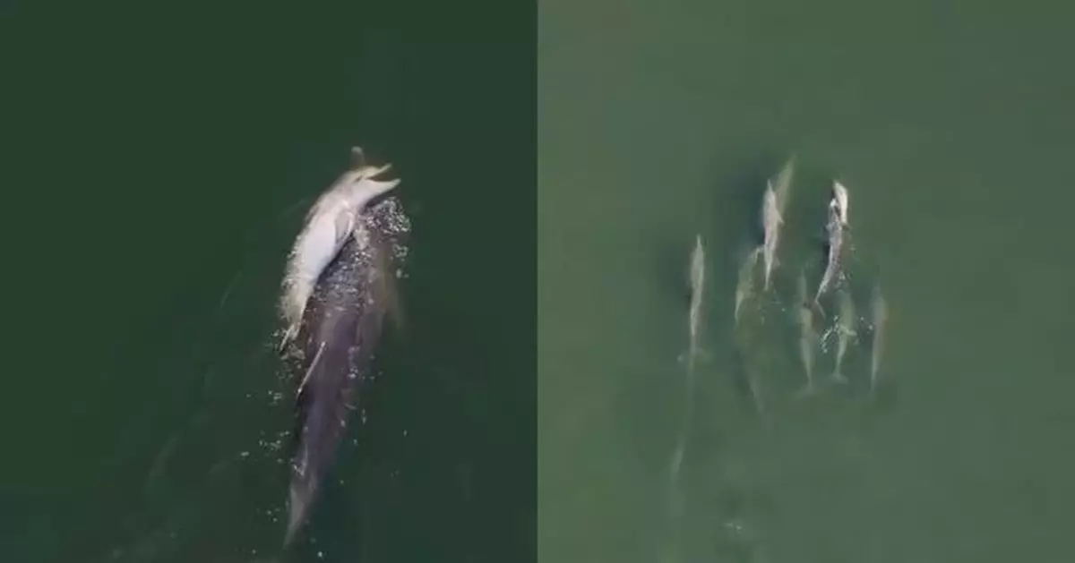 連失4孩 澳洲雌性海豚托夭折幼豚游足6日 14條同伴全程守候陪伴