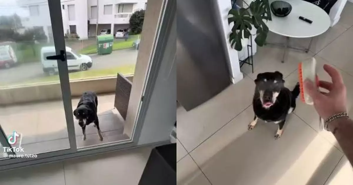 鄰居從事寵物業擁超多玩具零食 狗狗每日翻露台拜訪盡情享受