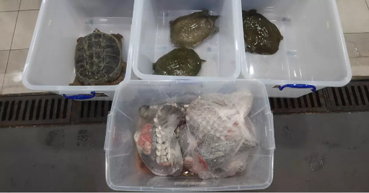 ​海關檢獲懷疑瀕危物種活水魚活龜及鱷魚肉 市值共約5900元