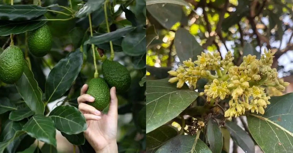 牛油果花每日「變性」謎團解開 關鍵基因助縮短育種時間