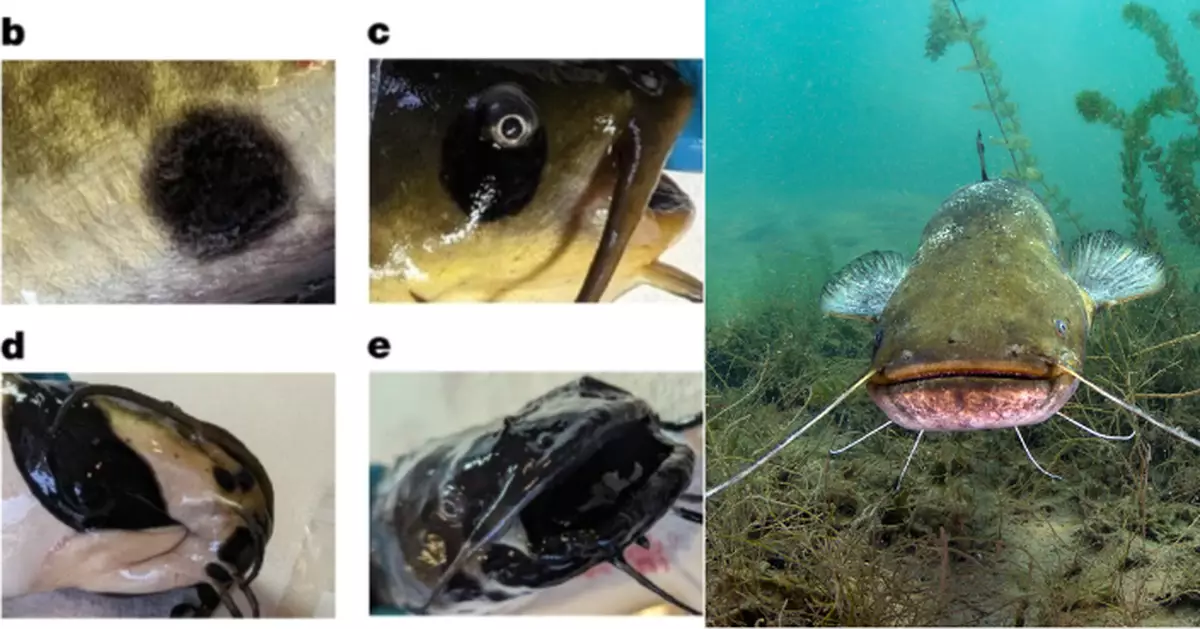 顛覆科學認知！美研究：淡水魚癌細胞可直接傳播
