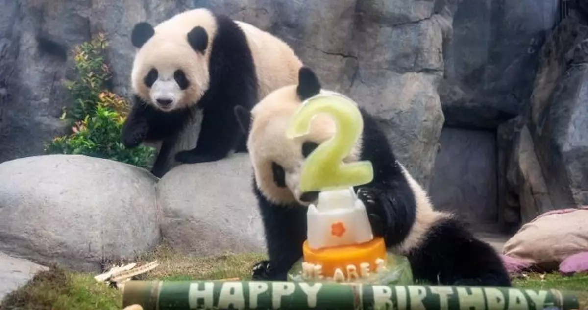 羅淑佩參加生日會憶起加加得得成長滴點 兩代三隻同框日子倒數籲大家趕快多來探望
