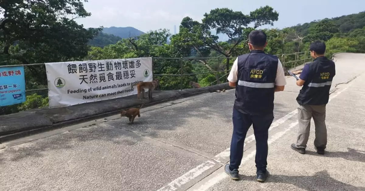 漁護署半個月發5罰單 重點打擊金山獅子山非法餵飼猴子
