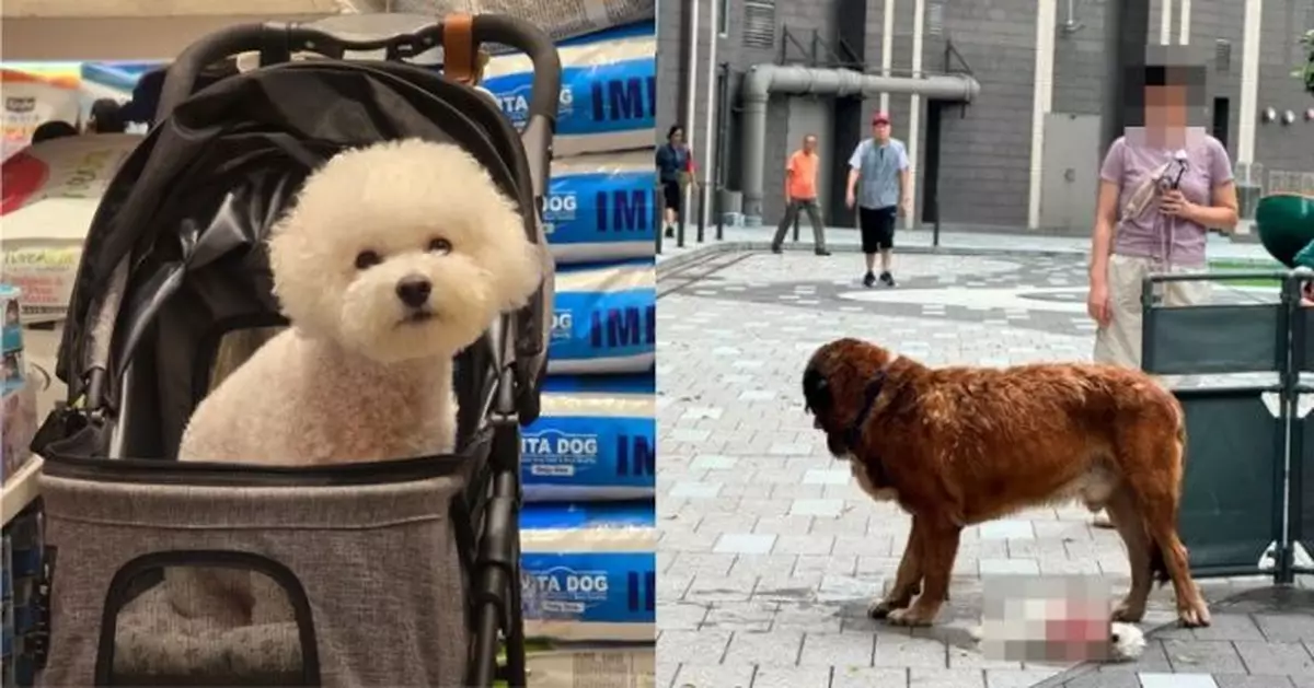 元朗大狗咬死兩狗 比熊犬狗主稱用盡方法大狗仍不鬆口 眼睜睜看著愛犬離世
